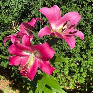 Meet your Posher, Tina